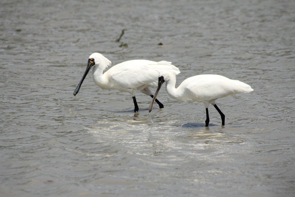 🌊 만코 물새・습지 센터 이미지 1